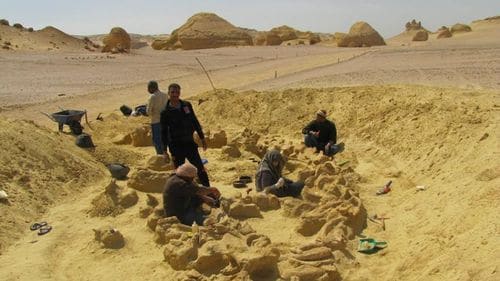 Basilosaurus fossile en Egypte dans le désert du Wadi Hitan.