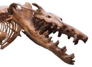 Crâne de Basilosaurus isis fossile.