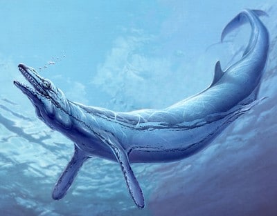 Basilosaurus.