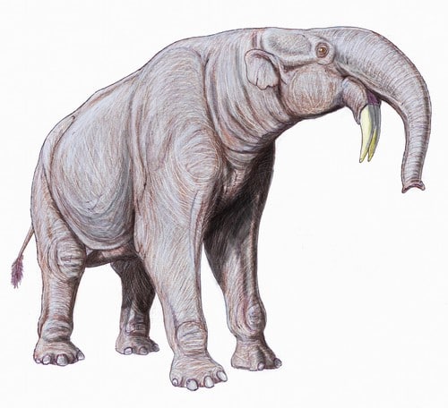 Deinotherium est un ancêtre des éléphants.