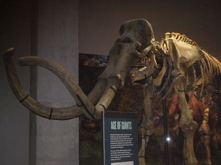Mammouth fossilé.