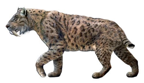 Smilodon fatalis.