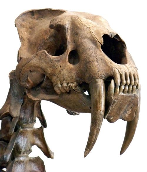 Smilodon fossile (Tigre à dents de sabre).