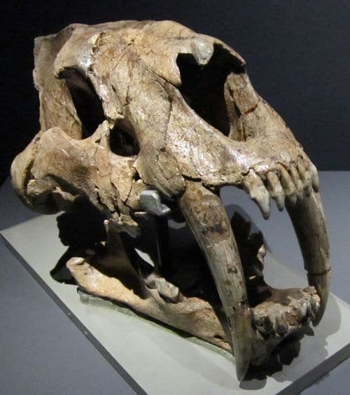 Crâne fossile de Smilodon populator.