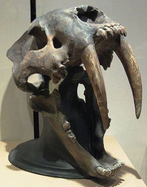 Les dents du Smilodon pouvaient mesurer jusqu'à 18 à 20 centimètres de longueur.