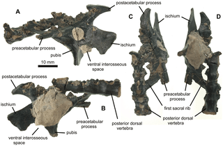 Fossiles du Ptérosaure Vectidraco.