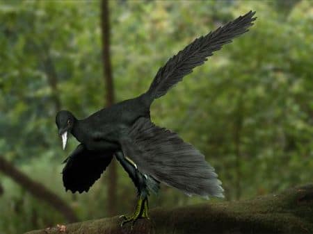 Archaeopteryx avec des plumes, dont les fossiles ont été découvert en Bavière (Allemagne) .
