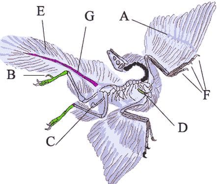 Archaeopteryx était un dinosaure à plumes.
