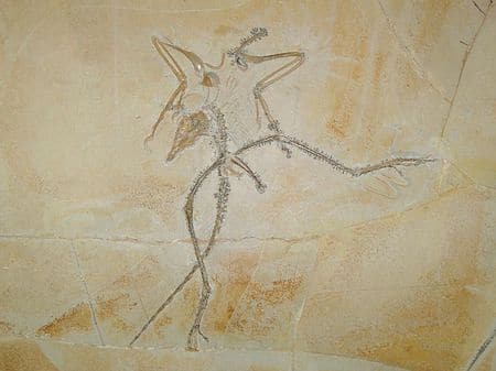 Fossile d'Archaeopteryx (Archéoptéryx).