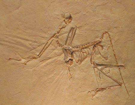 Fossile d'Archaeopteryx (Archéoptéryx).