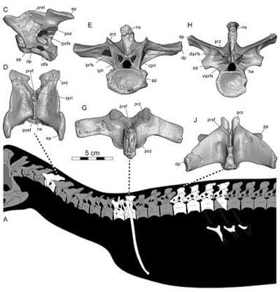 Fossile de Dahalokely de Madagascar.