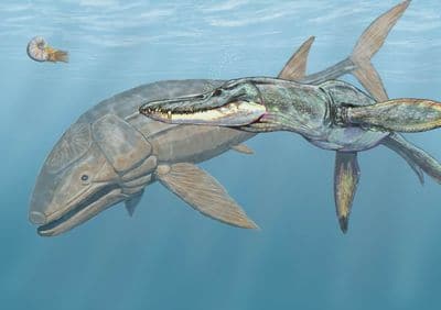 Leedsichthys mesurait jusqu'à 16 mètres.
