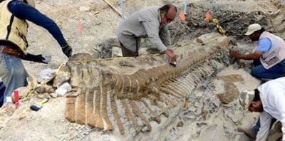 Hadrosaure trouvé au Mexique.