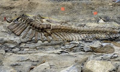 Os fossilisés d'hadrosaurea d'une longueur de 5 mètres.