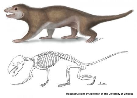 Megaconus mammaliaformis.