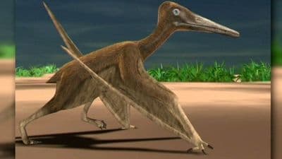Ptérosaure de Crayssac en France.