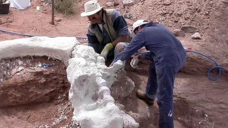 Fossile d'Overosaurus paradasorum.