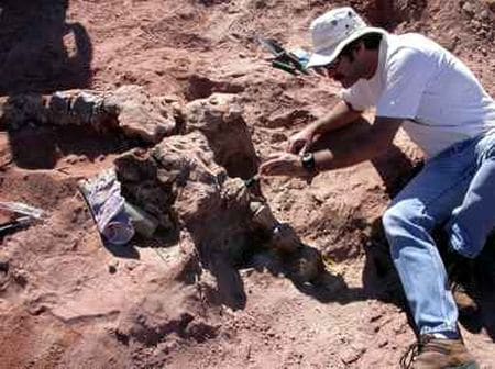 Fossile de dinosaure en Argentine.