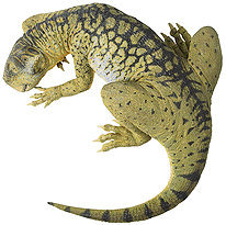 Psittocosaurus.