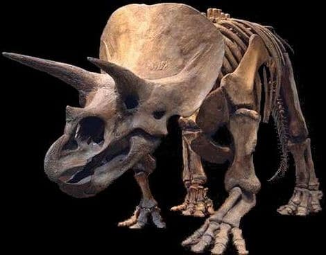 Un fossile de Triceratops.