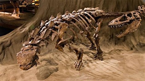 Fossiles : un dinosaure Ankylosaurus et un prédateur.