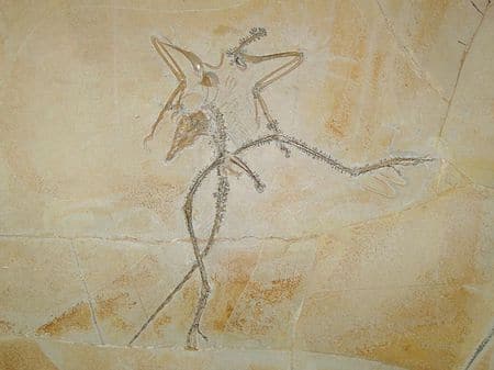 Fossile d'Archaeopteryx. 