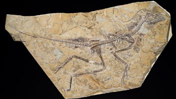 Fossile d'Aurornis xuivi.