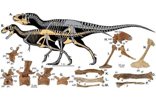 Fossile Lythronax.