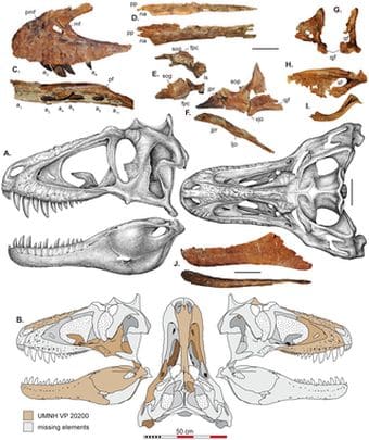 Dinosaure Lythronax.