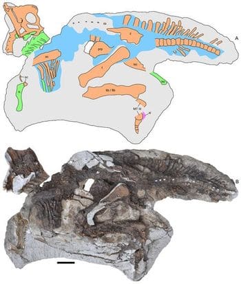 Squelette fossile bébé Parasaurolophus.