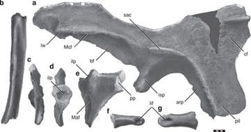 Fossiles du Siats meekerorum.