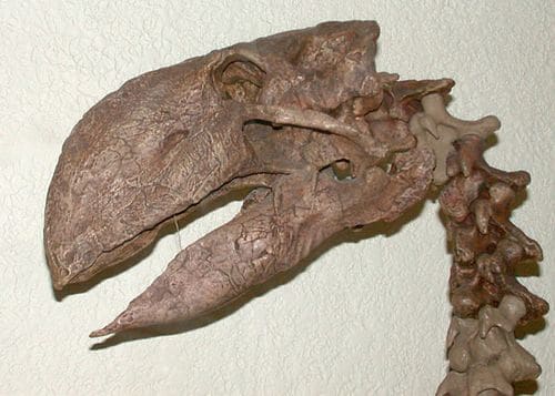 Fossile de l'oiseaux Gastornis.