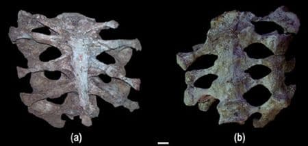Fossile du dinosaure Huanghetitan.