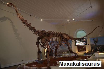 Dinosaure Maxakalisaurus.