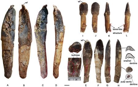 Fossiles du dinosaure Yongjinglong.