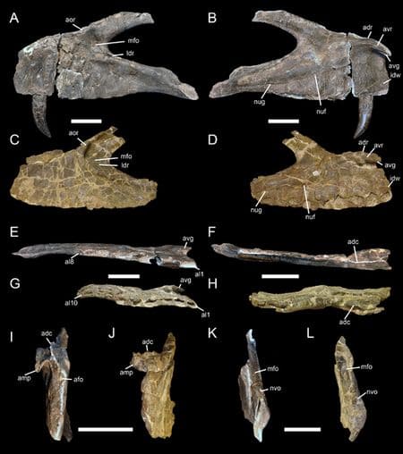 Fossiles de dinosaure Torvosaurus gurneyi.