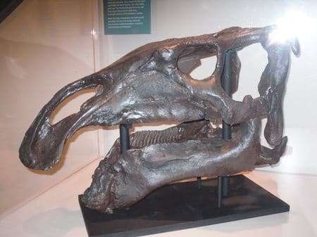 Crâne fossile du dinosaure Protohadros.