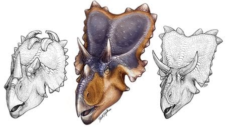 Le dinosaure Mercuriceratops.