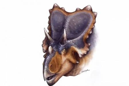 Mercuriceratops gemini.