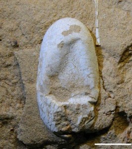 Oeuf fossile de Ptérosaure. Il nous éclaire sur la reproduction des Ptérosaures, proche de celle des reptiles.