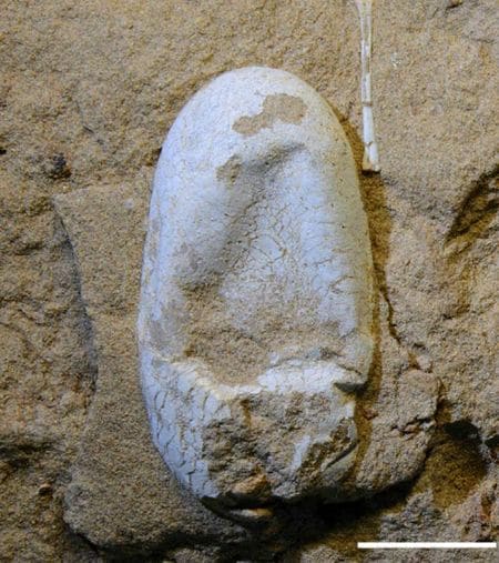 Oeuf fossile de Ptérosaure, un reptile volant.