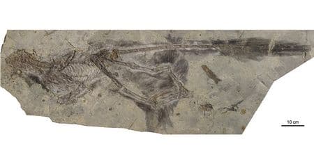 Fossile de Changyuraptor Yangi.