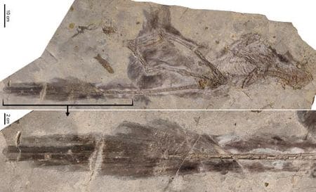 Fossile du dinosaure Changyuraptor.
