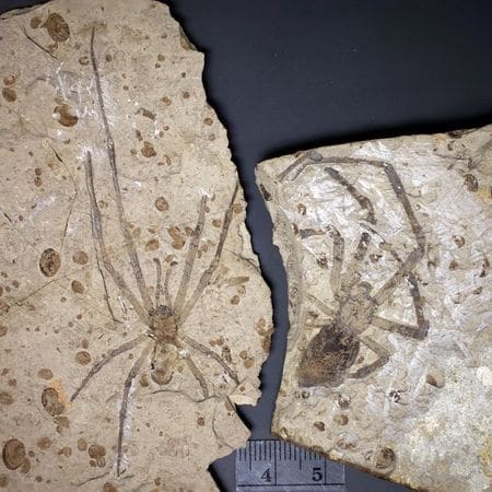 araignée géante fossile.