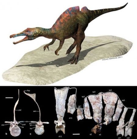 Le dinosaure Ichthyovenator.