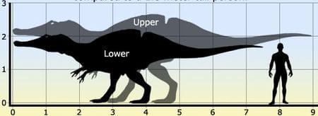 Taille du dinosaure Ichthyovenator laosensis.