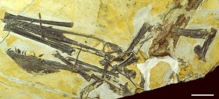 Fossile de Ptérosaure Ikrandraco avatar.