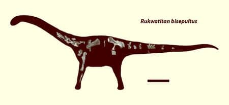 Fossiles de Rukwatitan. 