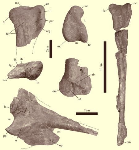 Fossiles de Tachiraptor.