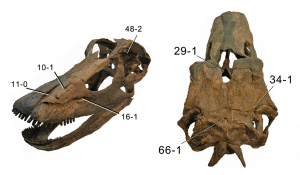 Fossile du dinosaure Kaatedocus.